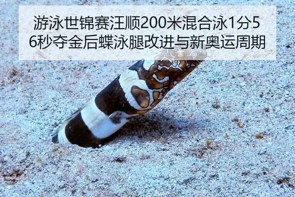 you-yong-shi-jin-sai-wang-shun-mi-hun-he-yong-fen-miao-duo-jin-hou-die-yong-tui-gai-jin-yu-xin-ao-yun-zhou-qi-3-281.jpg